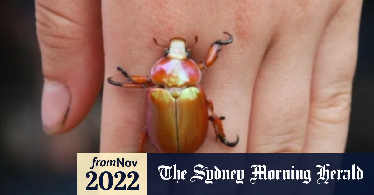 Video Where have all the Christmas beetles gone?